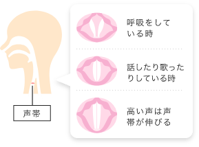 声帯。「呼吸をしている時」「話したり歌ったりしている時」「高い声は声帯が伸びる」