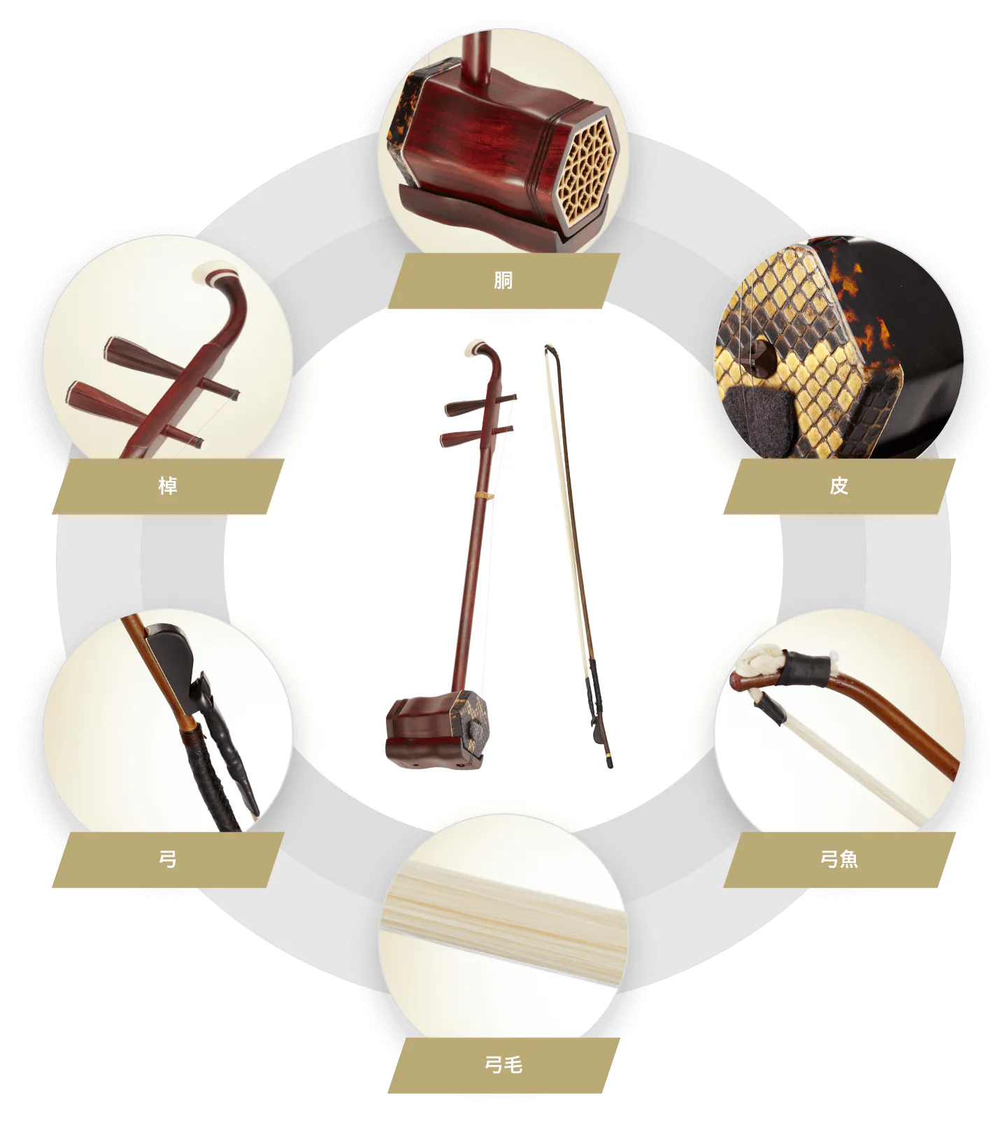 棹 胴 皮 弓魚 弓毛 弓